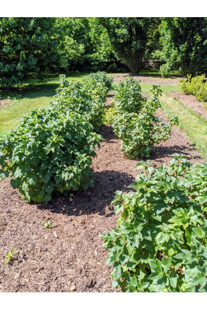 Смородина черная Черный десерт посадка